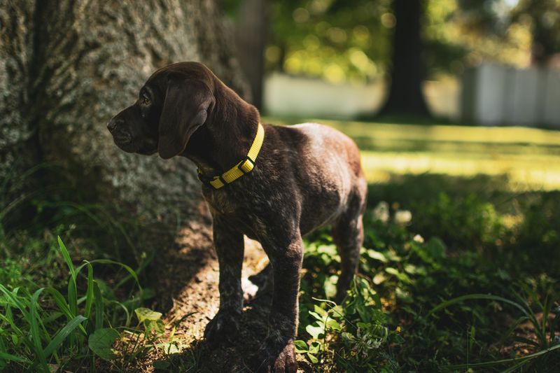 Shade Hunting Becomes More Interesting Than Peeing