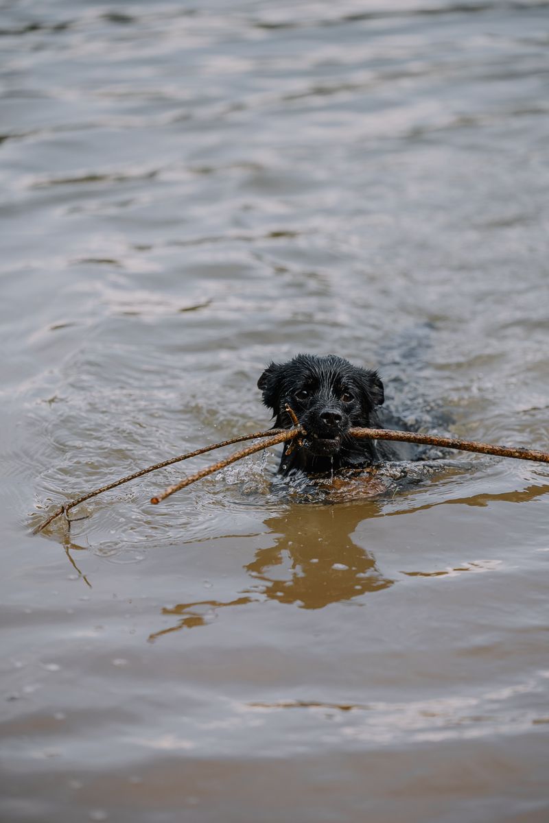 Rinse Your Dog After Swimming
