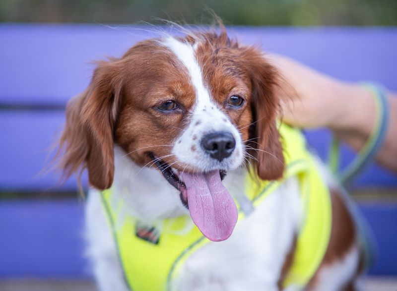 Protect Your Dog From Summer Heat