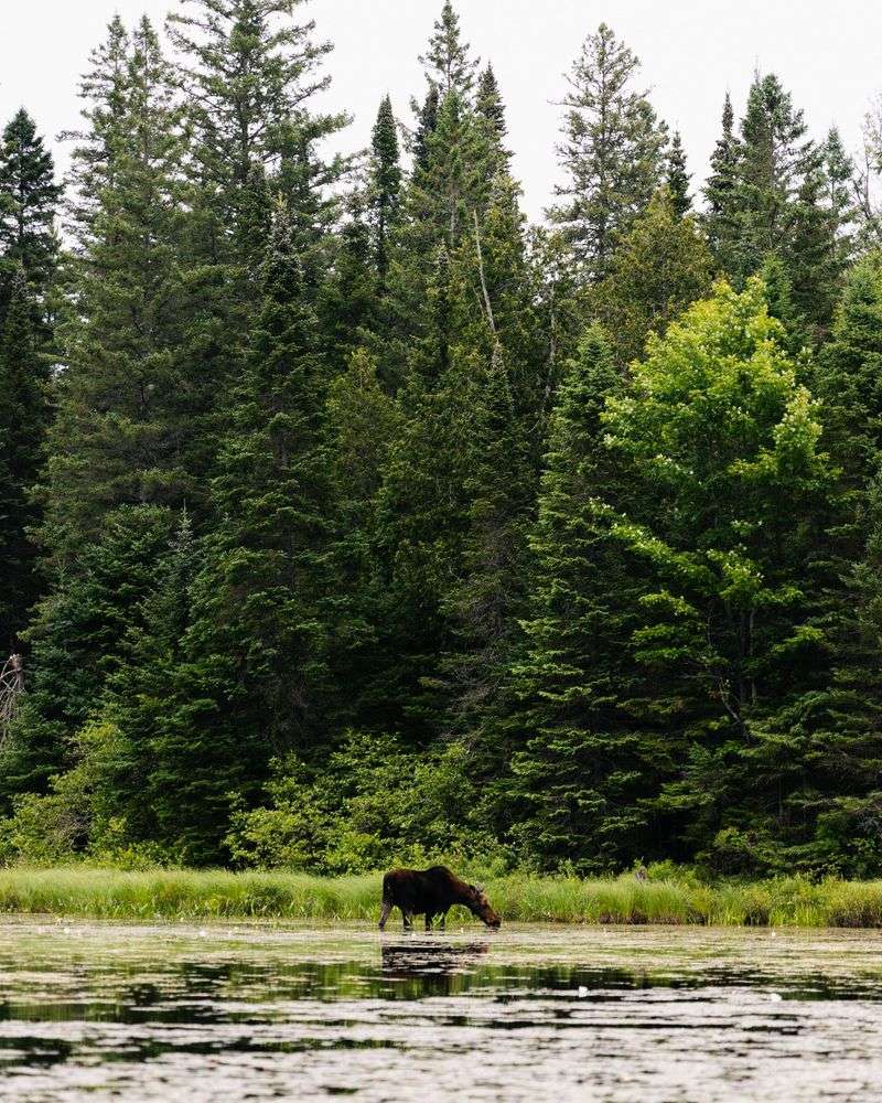 Watch for Wildlife