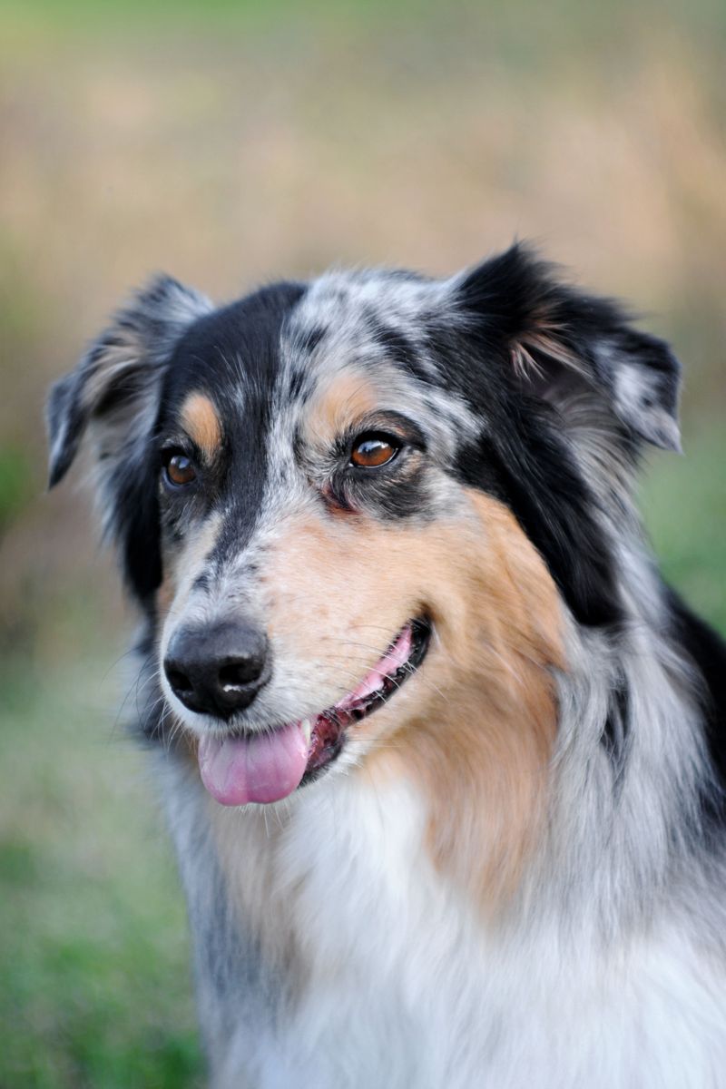 Australian Shepherd