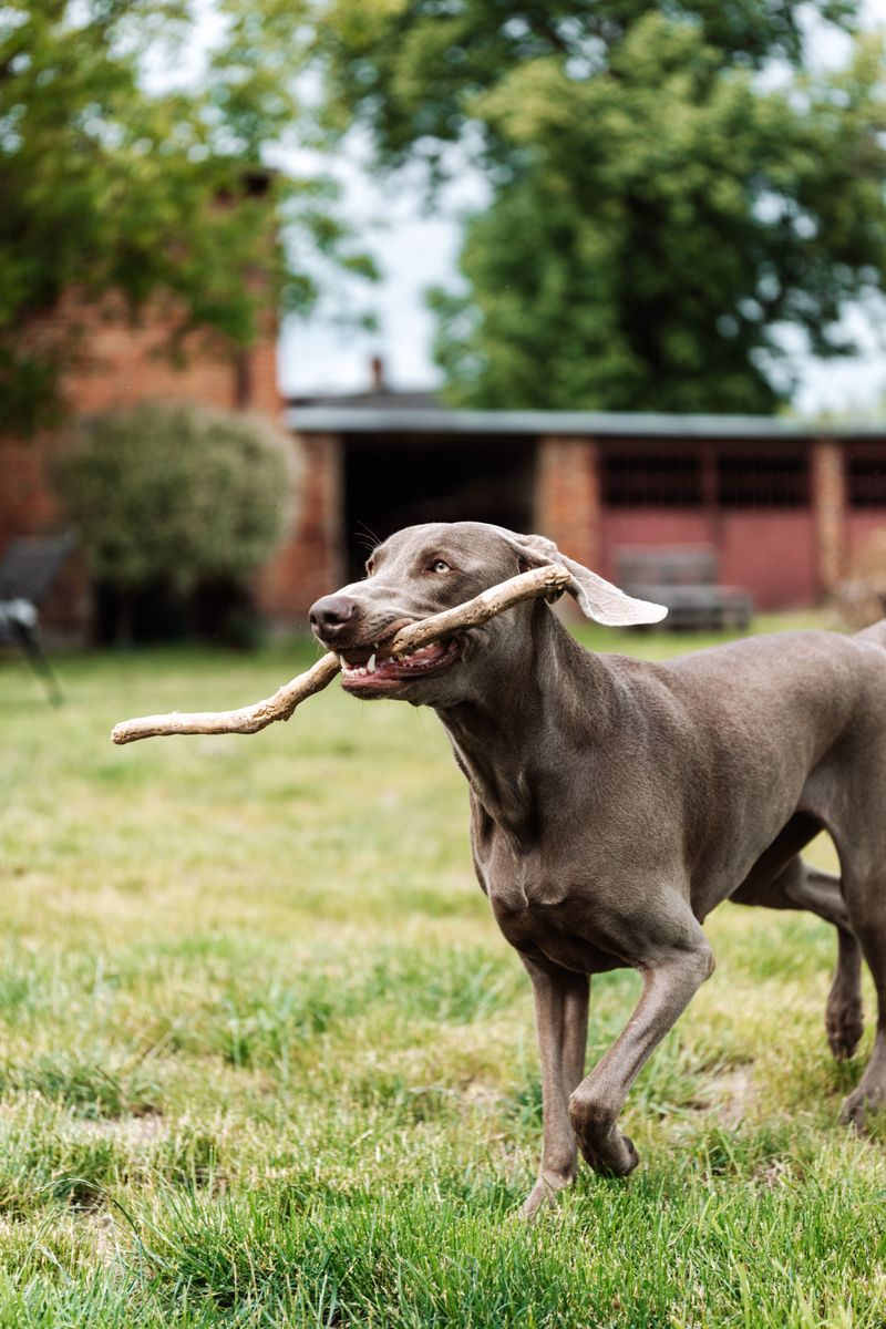 Weimaraner