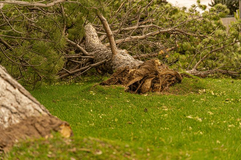 Uprooted Trees And Loose Root Balls