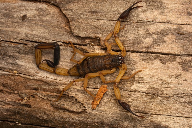 Scorpions Can Hide Under Outdoor Items