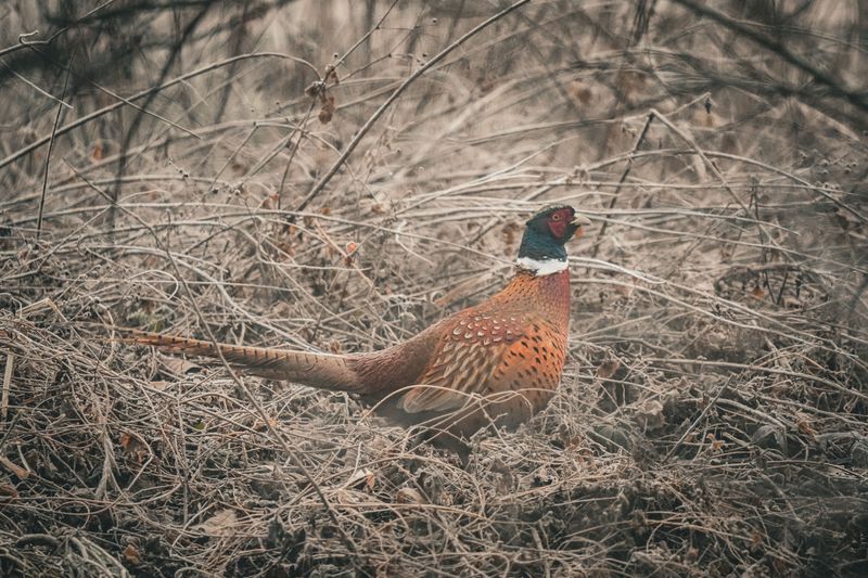 Mark the Pheasant Season Training Pause