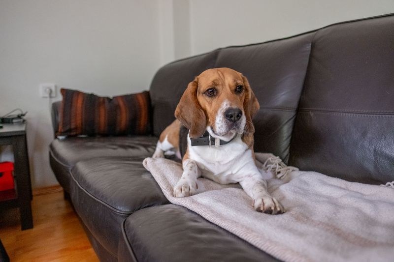 Check Before the Couch Gets Involved