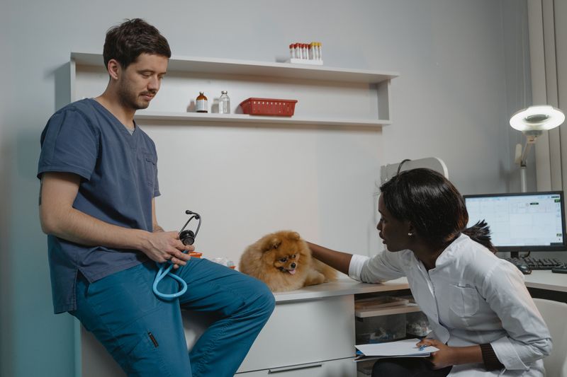 Build A Specialty-Vet Plan Before Your Dog Needs It