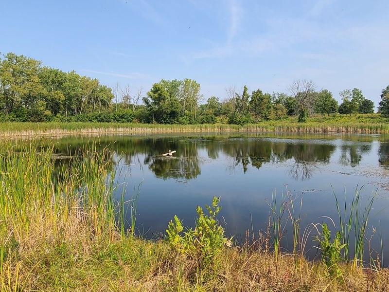 Greenbelt Forest Preserve, North Chicago