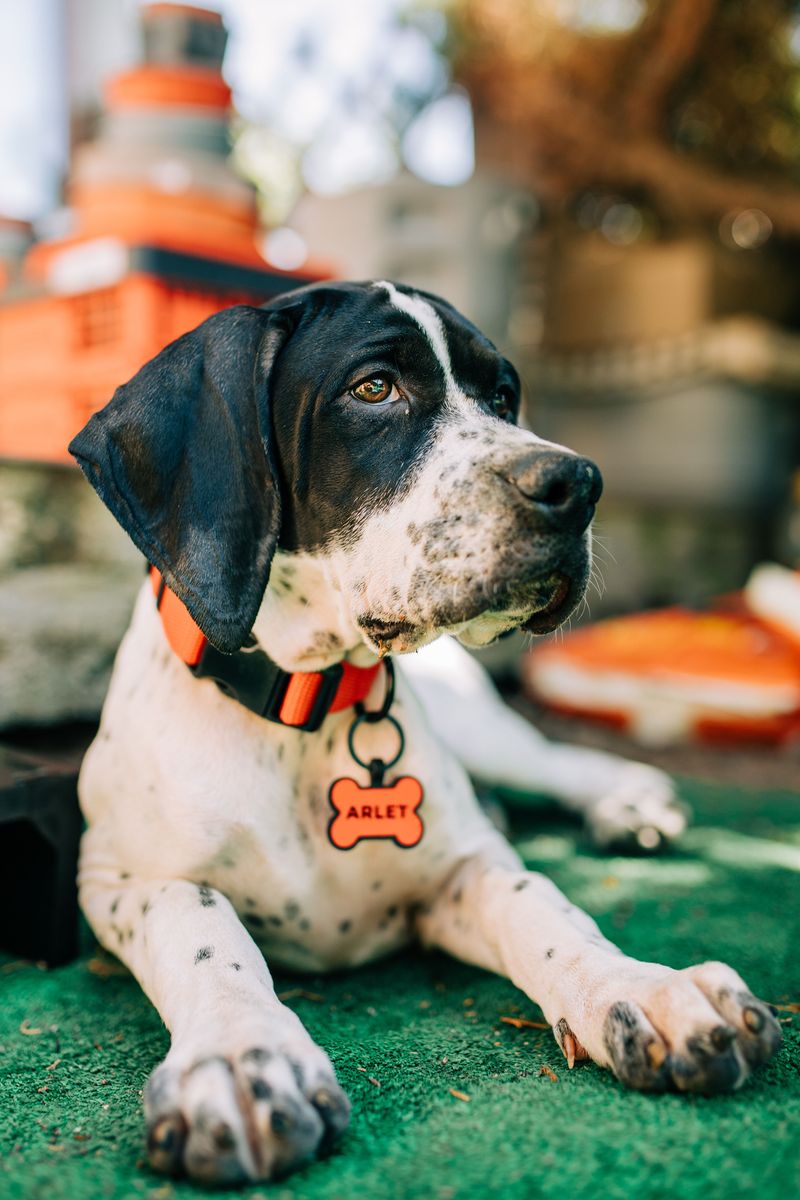 Update Your Dog’s Identification