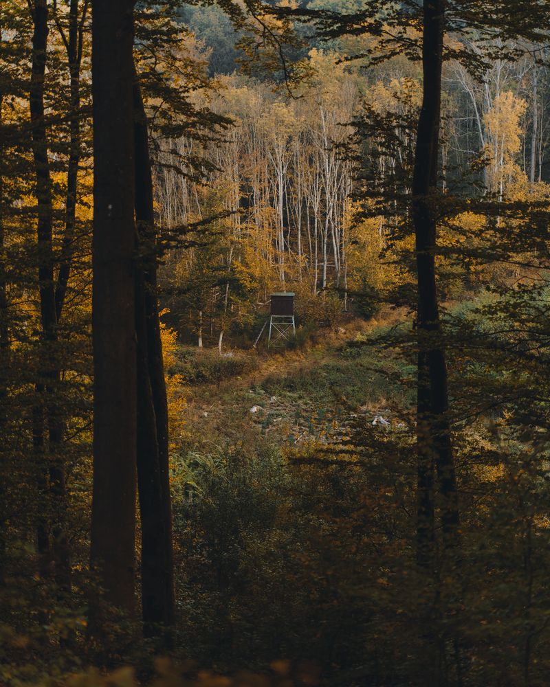 Quiet Woods Can Still Be Busy Woods
