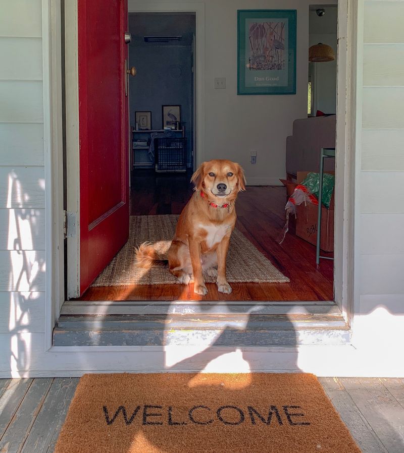 Lay Washable Mats at Every Door Your Puppy Uses