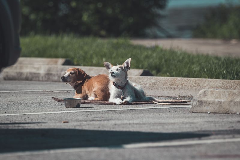 Cruelty Rules Are Separate