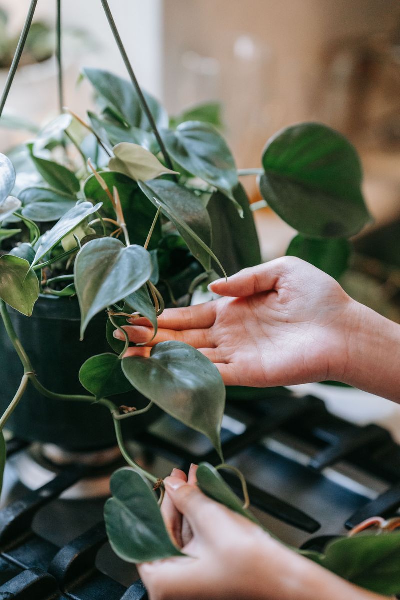Philodendron And Pothos