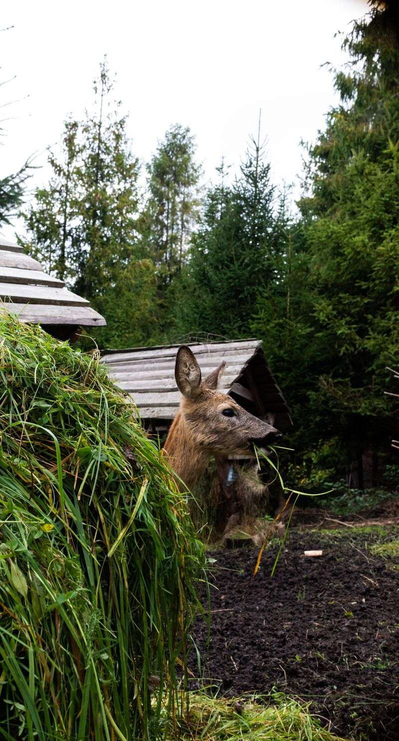 Are There Wildlife Concerns Nearby?