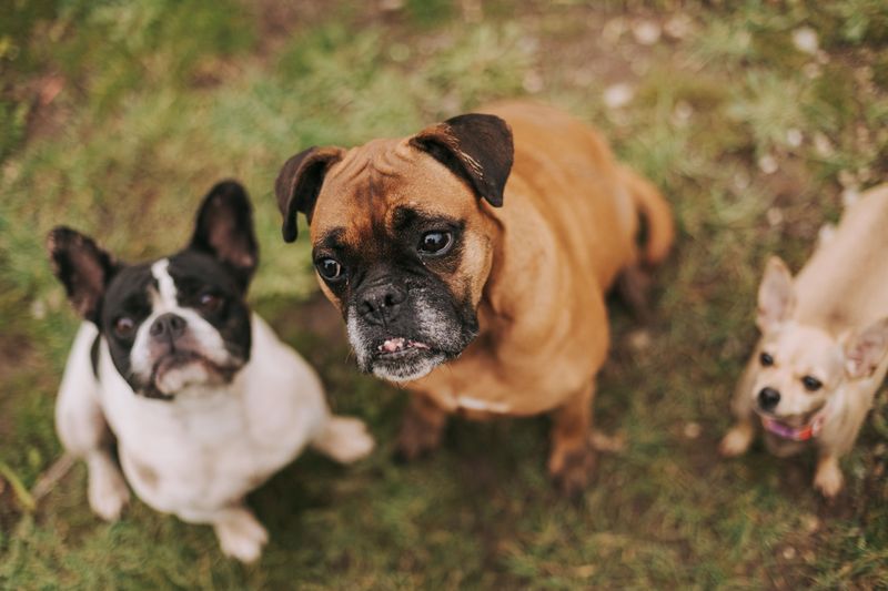 Any Breed, Size, or Pet Count Limits?