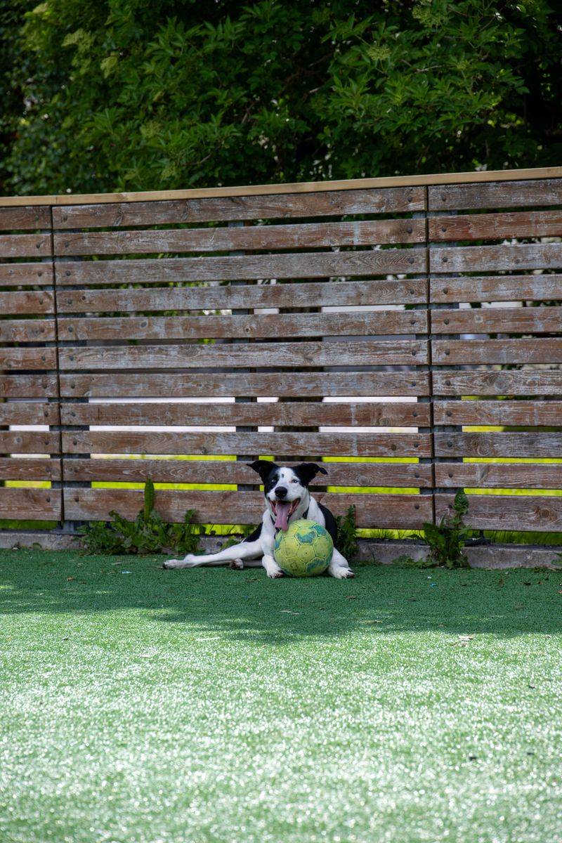 Is There a Secure Fence for Off-Leash Play?