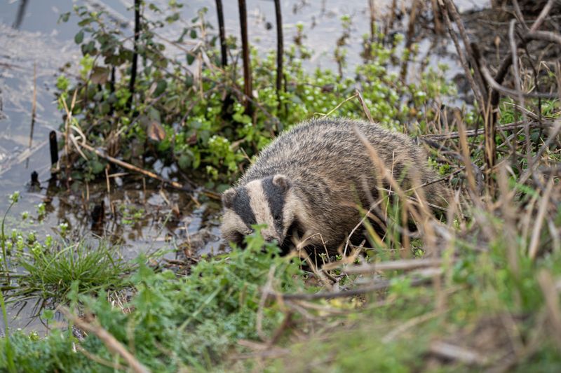 Badgers Digging the Grasslands