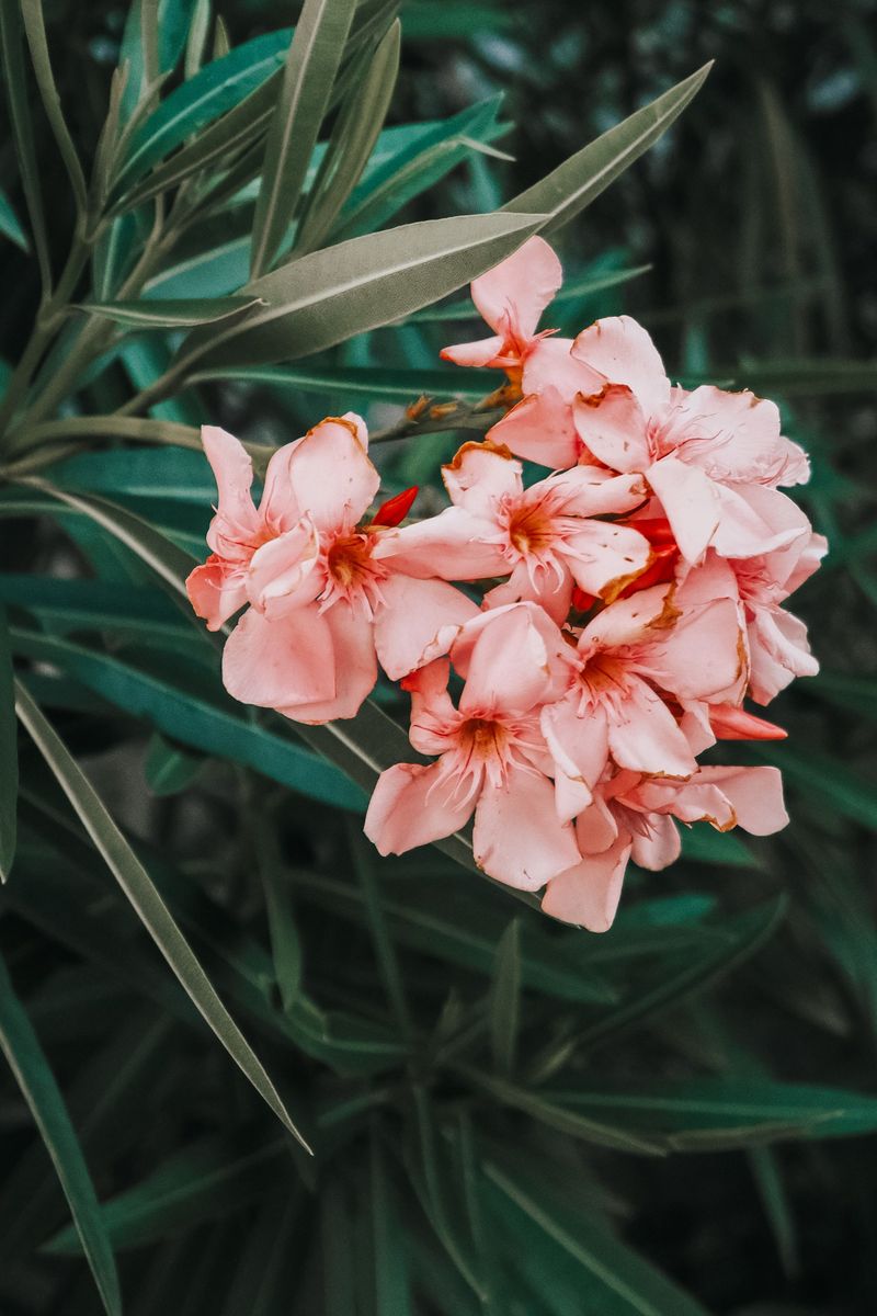 Oleander