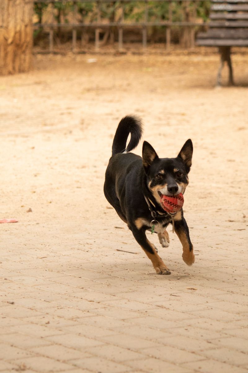 Australian Kelpie: The Sheep-Back Sprinter