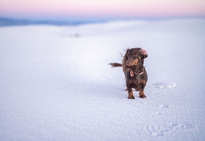 Choose Dog-Friendly Stops Along The Route