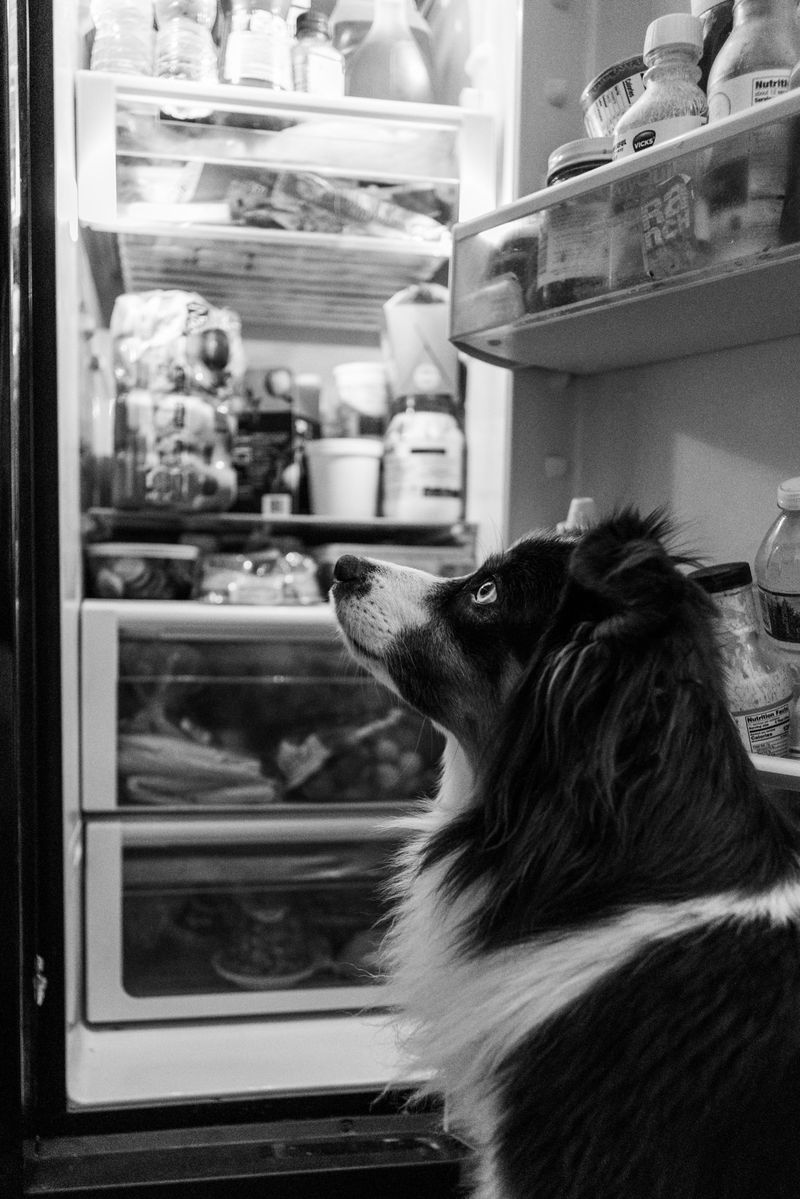 The Wide-Open Fridge