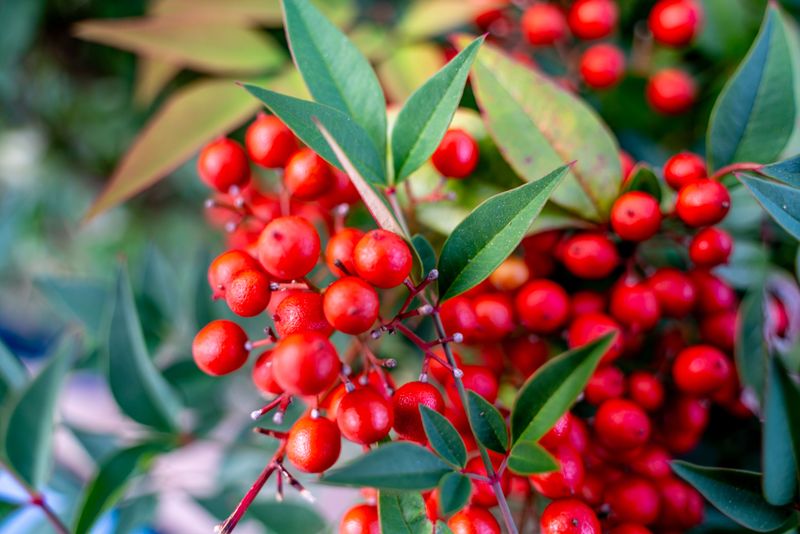 Nandina