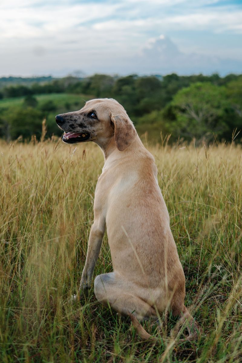 Black Mouth Cur: The Southern Jack of All Trades