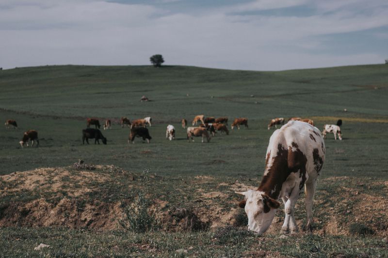 Public Lands Double as Pastures