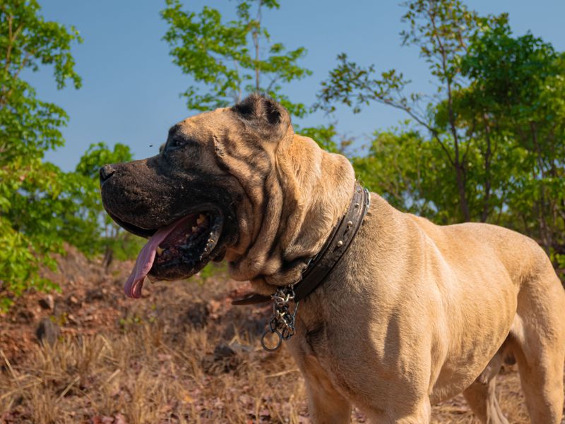 Spanish Mastiff
