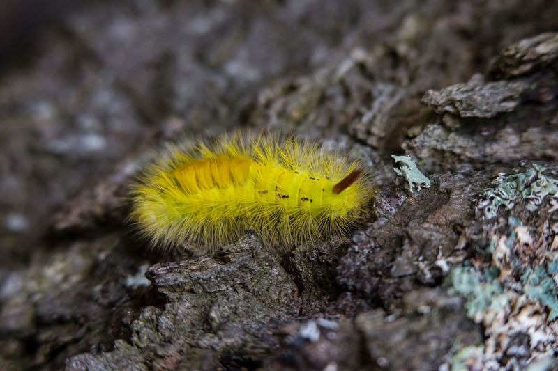 Caterpillars Deserve More Attention Than They Get