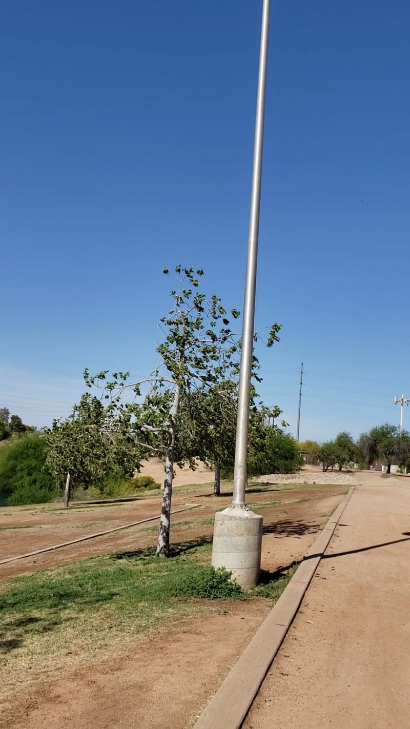 Baseline Road To Eastern Canal Path: Shade, Finally