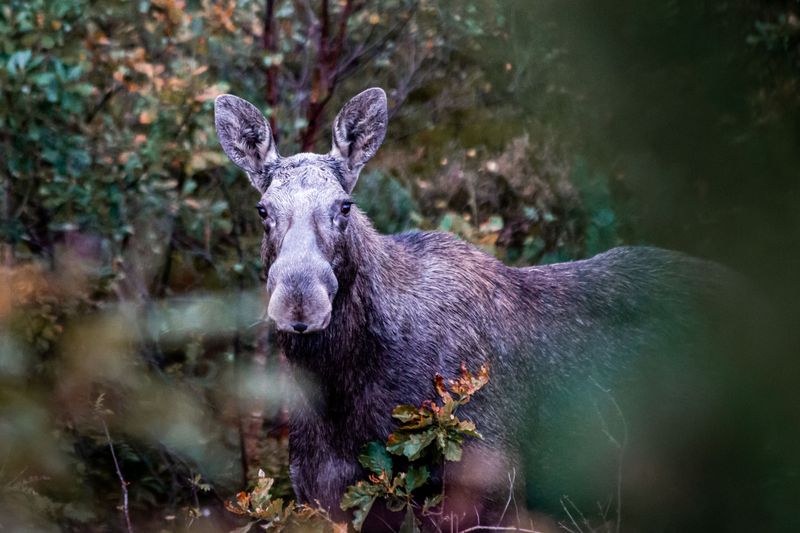 Moose Deserve Your Full Attention