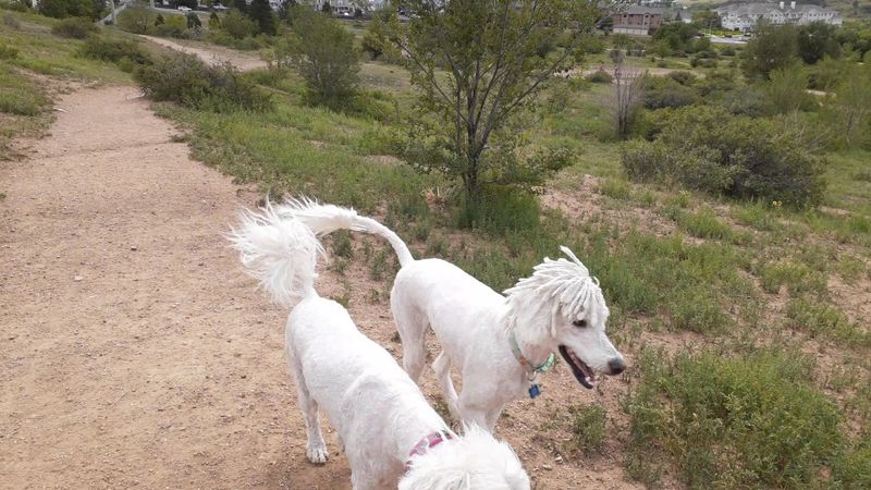 Bear Creek Dog Park, Colorado Springs