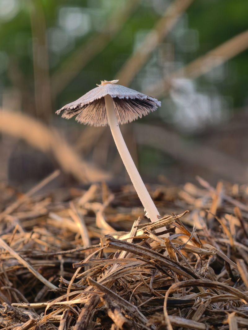 Mulch Beds Can Hide New Mushrooms