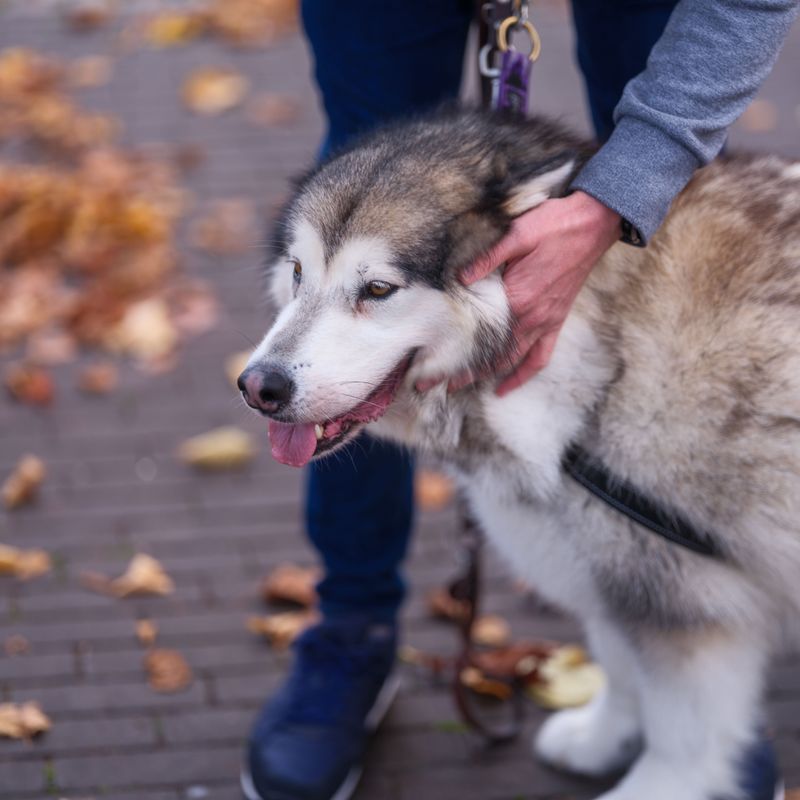 Run Your Hands Through Thick Fur