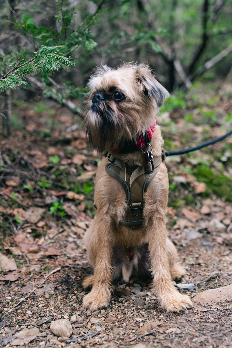 Inspect Collars, Harnesses, And Leashes