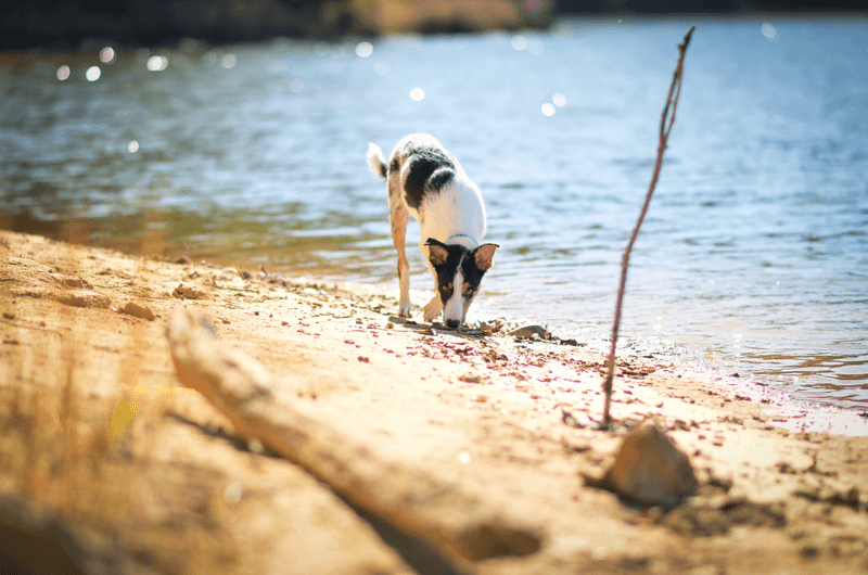 Inspect The Shoreline For Sharp Objects