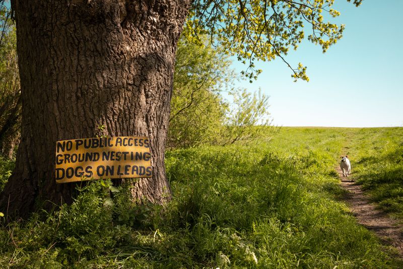Know The Rules For Dogs On Wildlife Management Areas
