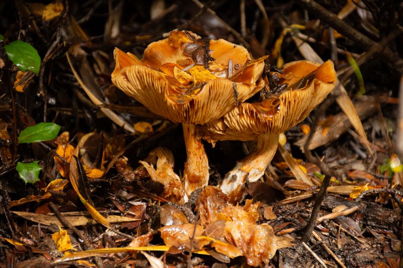 Avoid Poisonous Plants And Mushrooms