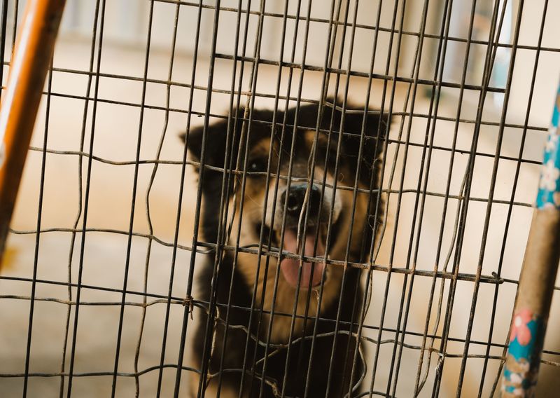 Know Local Pet Shelter Options