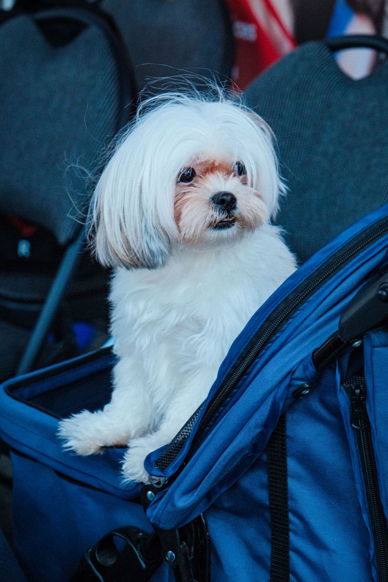 Follow Fairfax Connector Pet Requirements