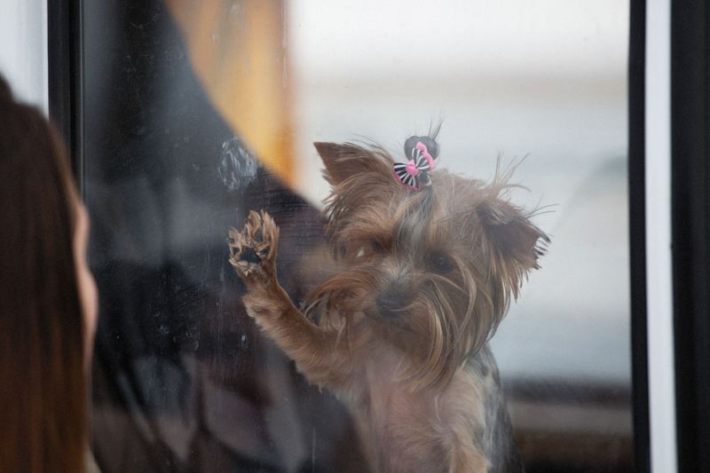 Only Small Dogs Can Ride as Pets