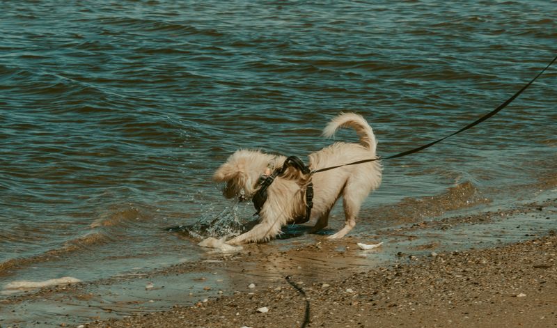 Leash Rules Can Change By Season