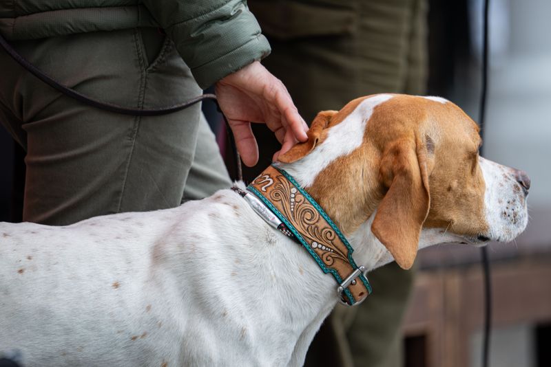 Make Sure The Collar Fits Securely