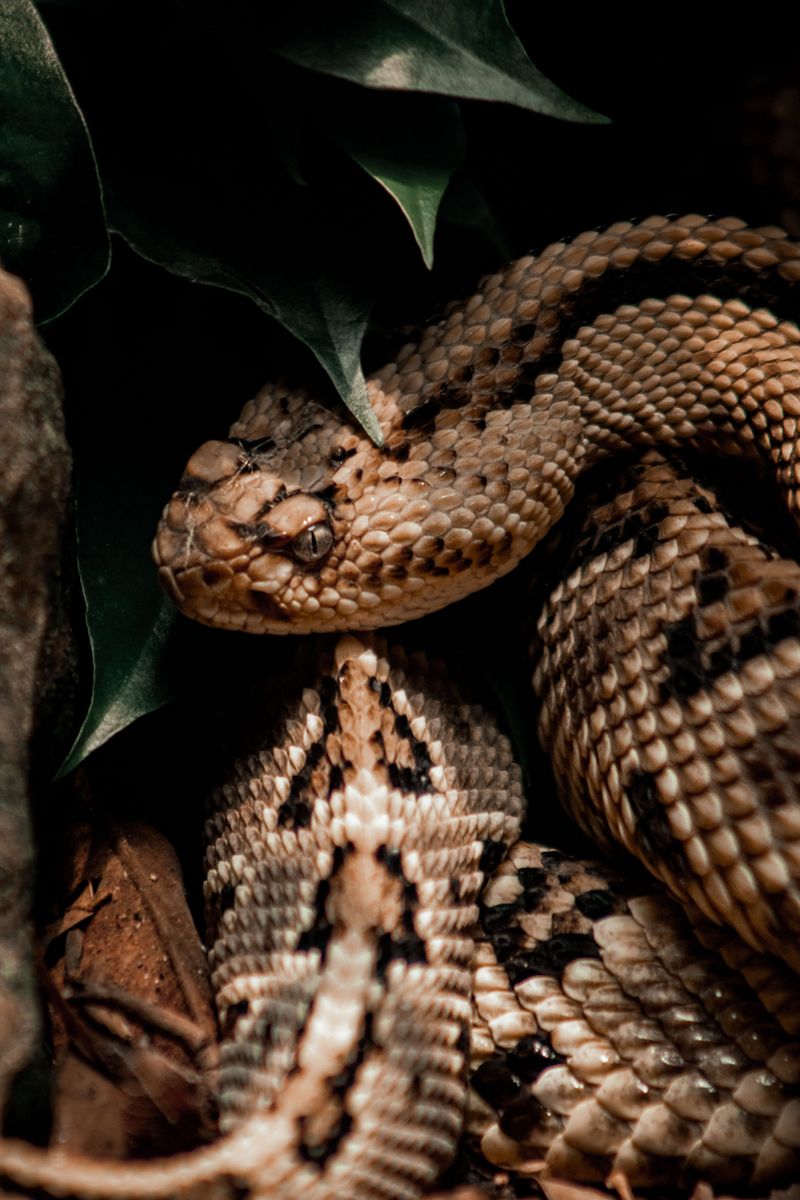 Be Alert for Snakes