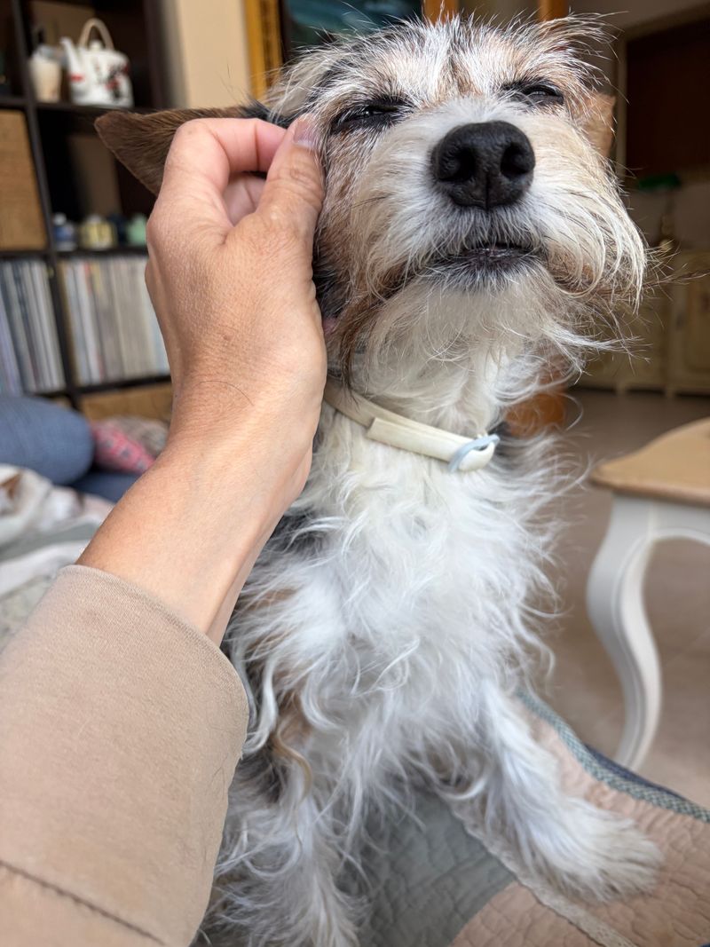 Look Around The Collar