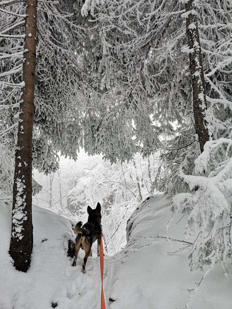 Leash Rules and Staying Close on Exposed Trails