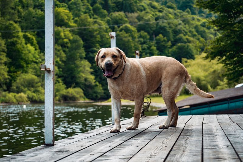 Labrador Retriever