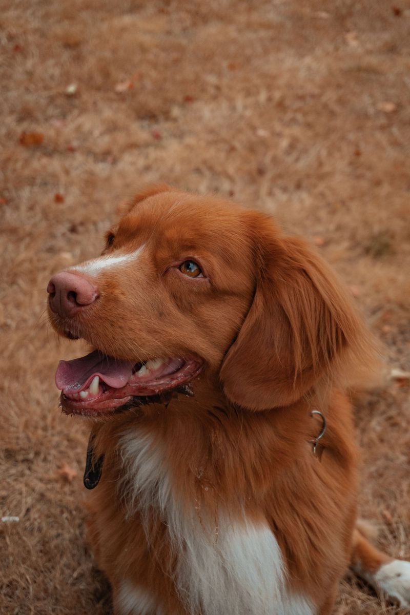 Nova Scotia Duck Tolling Retriever: The Little Red Lure