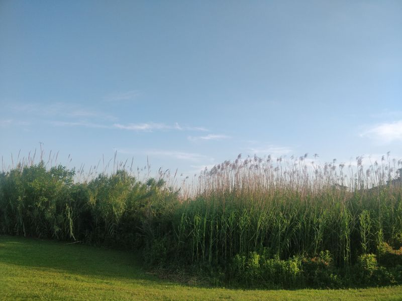 Ticks and Tall Vegetation Often Go Together